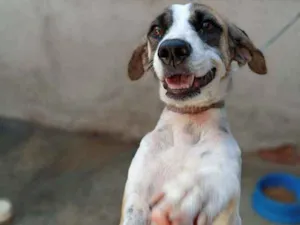 Cachorro raça Srd idade 7 a 11 meses nome Estrela