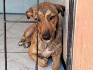 Cachorro raça Srd idade 7 a 11 meses nome Leona