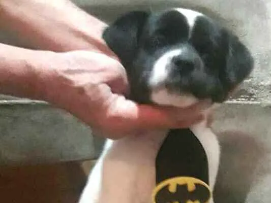 Cachorro ra a  idade Abaixo de 2 meses nome Filhotes Sueli
