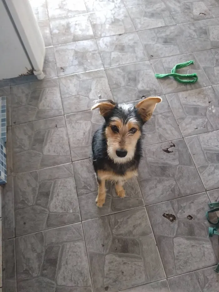 Cachorro ra a Misturado idade 1 ano nome Bartolomeu