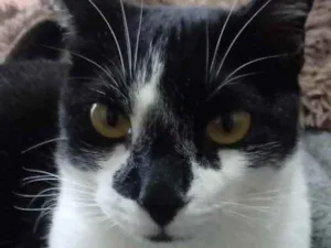 Gato raça Srd idade 1 ano nome Linguiça linda gatin