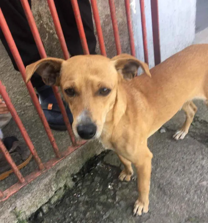 Cachorro ra a SRD idade 1 ano nome Pedrinho