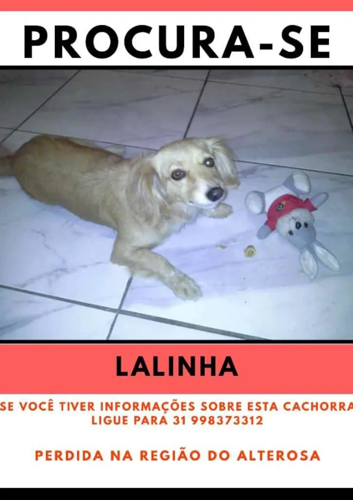 Cachorro ra a Vira lata idade 6 ou mais anos nome Lalinha