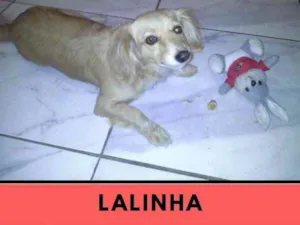 Cachorro raça Vira lata idade 6 ou mais anos nome Lalinha