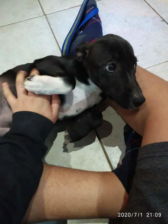 Cachorro ra a pitlata idade 2 a 6 meses nome hades