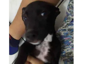 Cachorro raça pitlata idade 2 a 6 meses nome hades