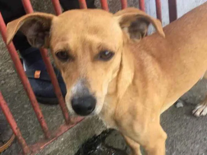 Cachorro ra a SRD idade 1 ano nome Pedrinho