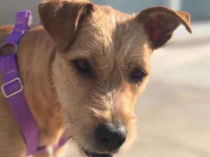 Cachorro raça SRD idade 7 a 11 meses nome Princesa 