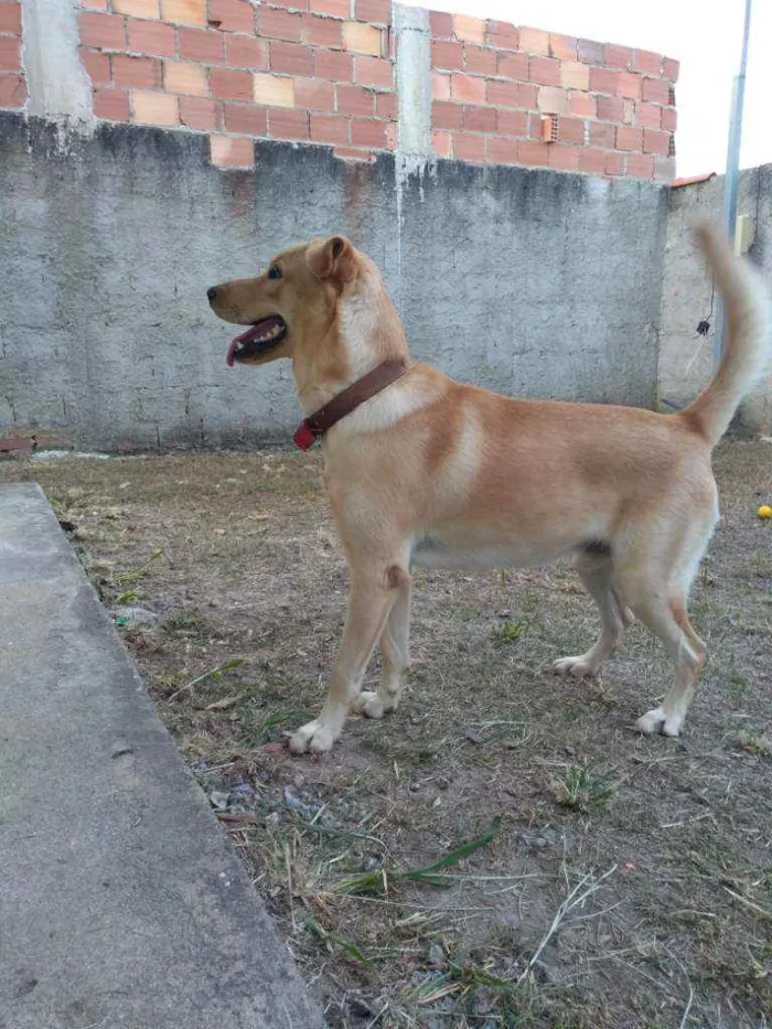 Cachorro ra a Mestiço. Labrador/vira lata idade 2 anos nome Ralph