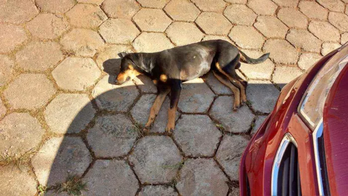 Cachorro ra a Viralata idade 6 ou mais anos nome Amorozo