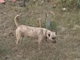 Esperta