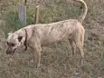 Esperta