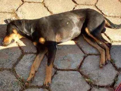 Cachorro raça Viralata idade 6 ou mais anos nome Amorozo