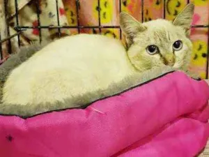 Gato raça Srd idade 2 a 6 meses nome Zoe