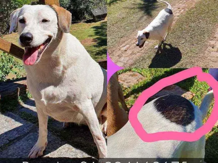 Cachorro ra a Sem raça definida  idade 6 ou mais anos nome Gaia