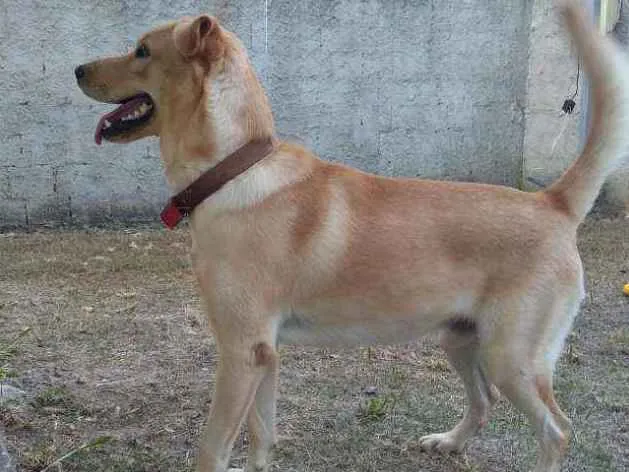 Cachorro ra a Mestiço. Labrador/vira lata idade 2 anos nome Ralph