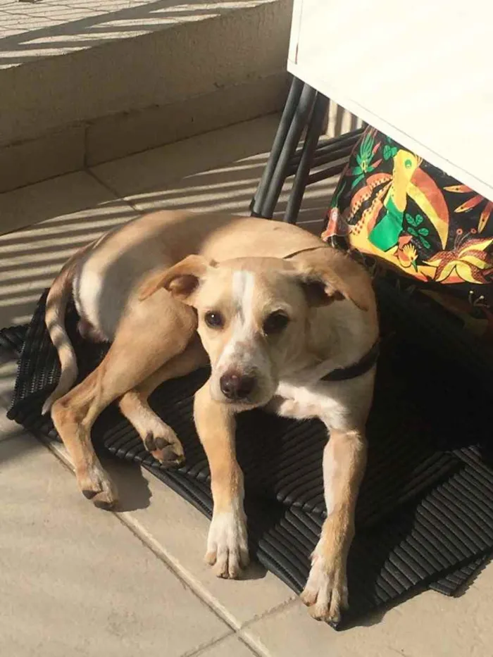 Cachorro ra a Vira Lata  idade 3 anos nome Shake