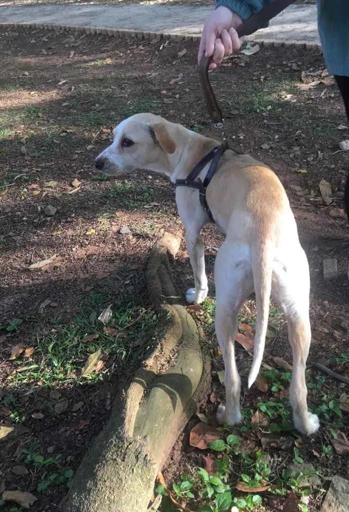 Cachorro ra a Vira Lata  idade 3 anos nome Shake