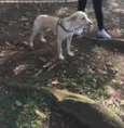 Shake