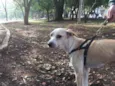 Shake