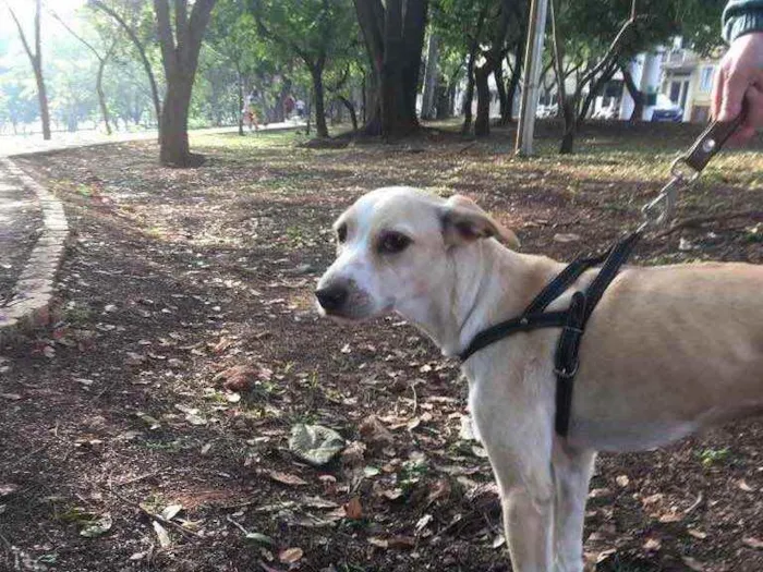 Cachorro ra a Vira Lata  idade 3 anos nome Shake