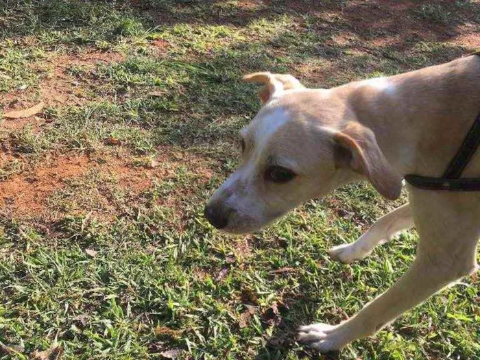 Cachorro ra a Vira Lata  idade 3 anos nome Shake