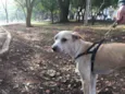 Shake