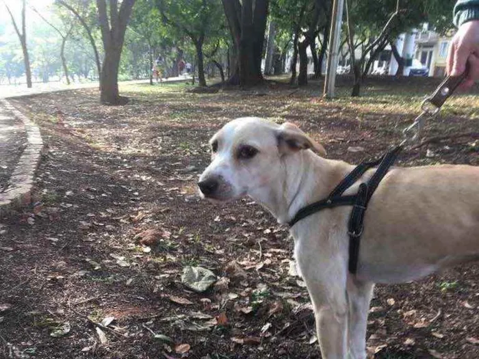 Cachorro ra a Vira Lata  idade 3 anos nome Shake