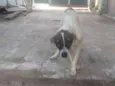 Duke