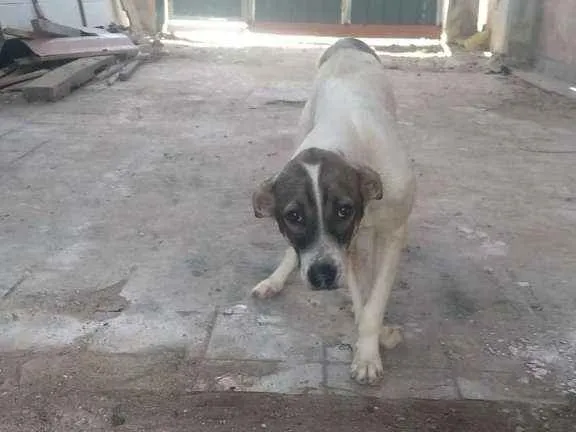 Cachorro raça SRD-ViraLata idade 7 a 11 meses nome Duke