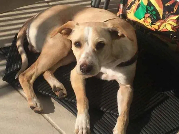 Cachorro ra a Vira Lata  idade 3 anos nome Shake