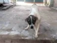 Duke