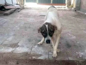 Cachorro raça SRD-ViraLata idade 7 a 11 meses nome Duke