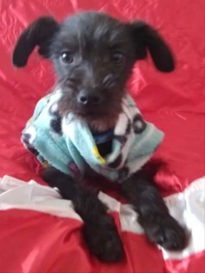 Cachorro ra a SRD idade 2 a 6 meses nome Rafael 