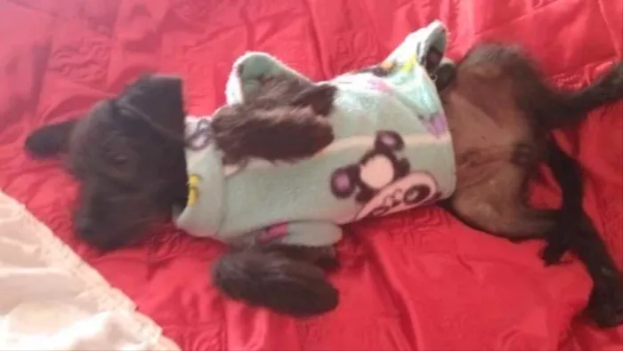 Cachorro ra a SRD idade 2 a 6 meses nome Rafael 