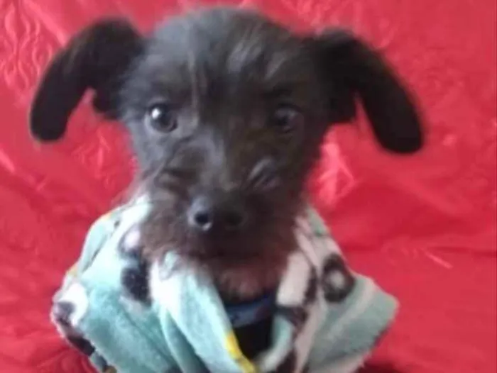 Cachorro ra a SRD idade 2 a 6 meses nome Rafael 