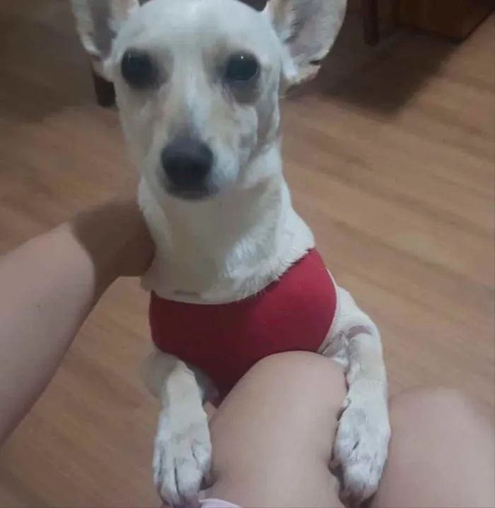 Cachorro ra a Mestiço  idade 7 a 11 meses nome Pingo 