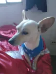 Pingo 