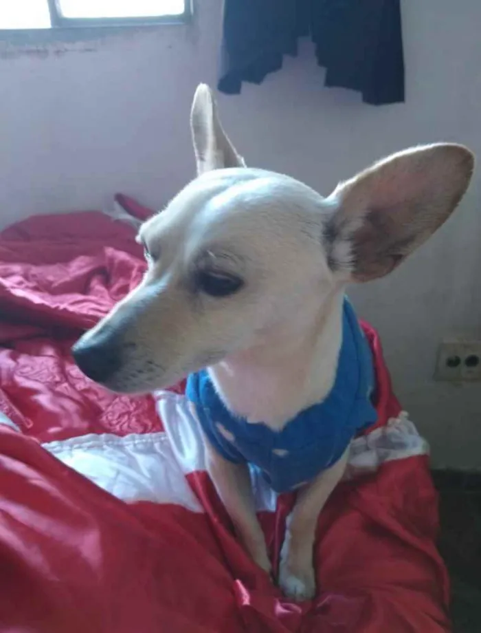 Cachorro ra a Mestiço  idade 7 a 11 meses nome Pingo 