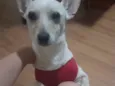 Pingo 