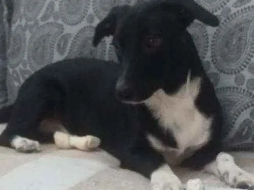 Cachorro ra a Vira lata  idade 7 a 11 meses nome Pipoca