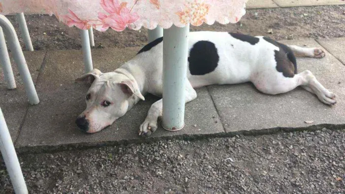 Cachorro ra a pitbull idade 2 anos nome Safira