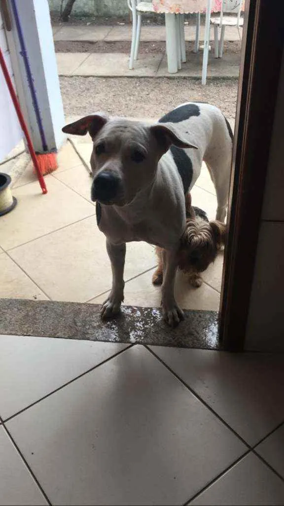 Cachorro ra a pitbull idade 2 anos nome Safira