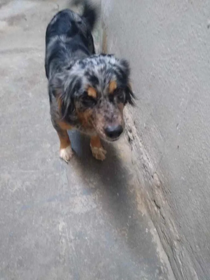 Cachorro ra a Srd idade 2 anos nome Sem nome 