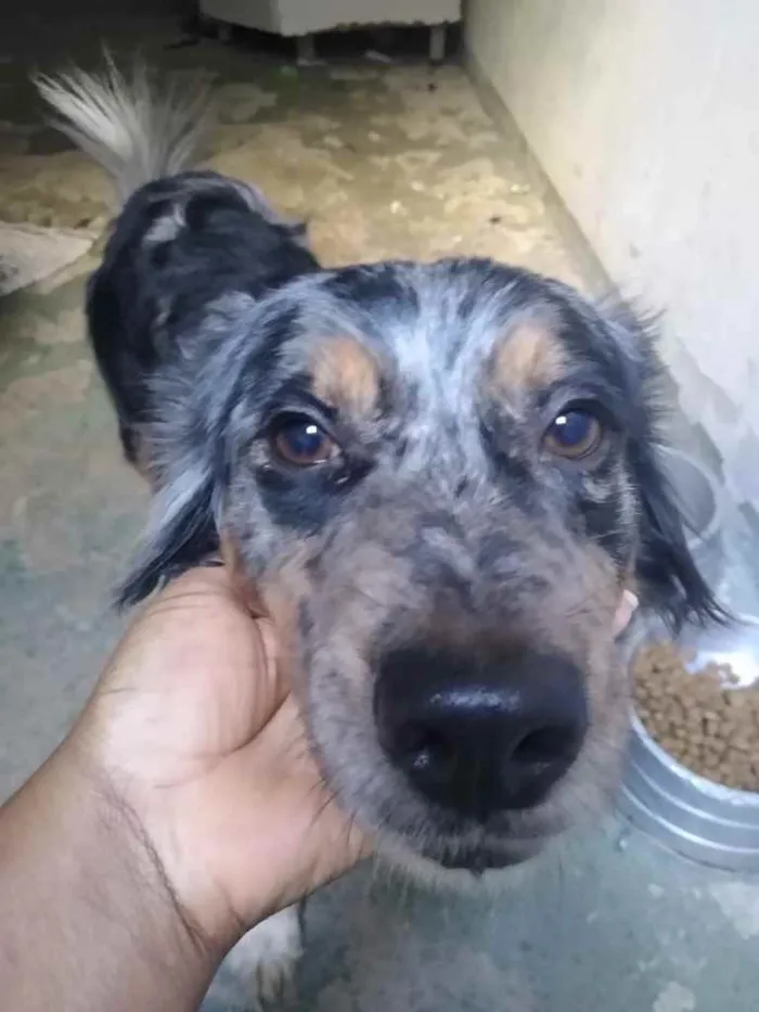 Cachorro ra a Srd idade 2 anos nome Sem nome 