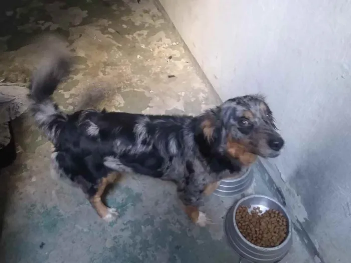 Cachorro ra a Srd idade 2 anos nome Sem nome 