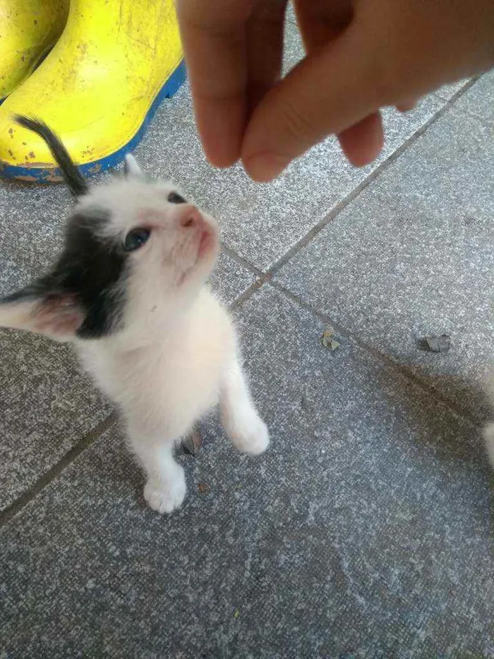 Gato ra a indefinida idade Abaixo de 2 meses nome não tem