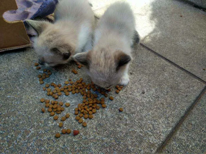 Gato ra a indefinida idade Abaixo de 2 meses nome não tem