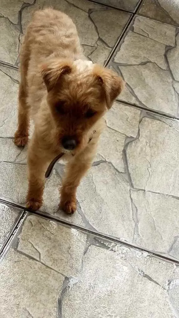 Cachorro ra a Poddle com Yorkishay  idade 1 ano nome Lilica 