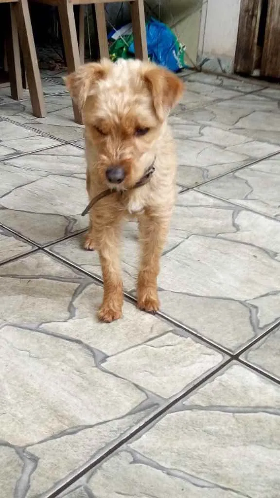 Cachorro ra a Poddle com Yorkishay  idade 1 ano nome Lilica 